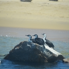 Phalacrocorax fuscescens (Black-faced Cormorant) at Nyerimilang, VIC - 24 Dec 2024 by LyndalT