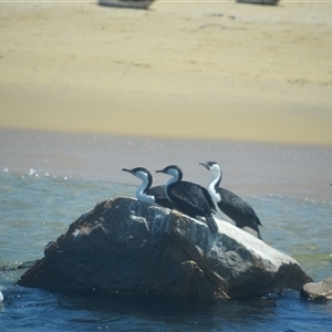 Phalacrocorax fuscescens (Black-faced Cormorant) at Nyerimilang, VIC by LyndalT