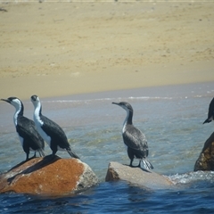 Phalacrocorax fuscescens at Nyerimilang, VIC - 24 Dec 2024 02:10 PM