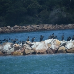 Phalacrocorax sulcirostris at Lakes Entrance, VIC - 24 Dec 2024 by LyndalT