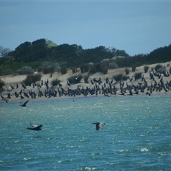 Phalacrocorax carbo at Lakes Entrance, VIC - 24 Dec 2024 02:07 PM
