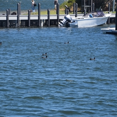 Fulica atra at Metung, VIC - 24 Dec 2024 by LyndalT