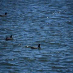 Fulica atra at Metung, VIC - 24 Dec 2024 02:40 PM