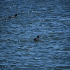 Fulica atra at Metung, VIC - 24 Dec 2024 02:40 PM