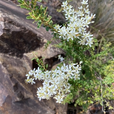 Bursaria spinosa (Native Blackthorn, Sweet Bursaria) at Uriarra Village, ACT - 3 Jan 2025 by JillianM