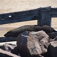 Arctocephalus pusillus doriferus (Australian Fur-seal) at Lakes Entrance, VIC - 24 Dec 2024 by LyndalT
