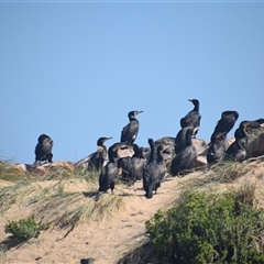 Phalacrocorax carbo (Great Cormorant) at Nyerimilang, VIC - 24 Dec 2024 by LyndalT