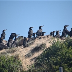Phalacrocorax carbo at Nyerimilang, VIC - 24 Dec 2024 04:22 PM