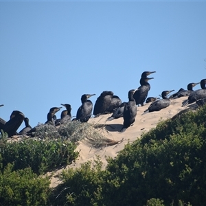 Phalacrocorax carbo at Nyerimilang, VIC - 24 Dec 2024 04:22 PM