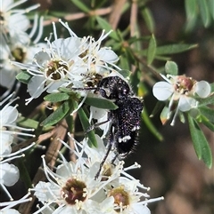 Zenithicola funesta (Checkered beetle) at Bungendore, NSW - 3 Jan 2025 by clarehoneydove