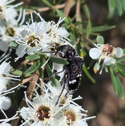 Zenithicola funesta (Checkered beetle) at Bungendore, NSW - 3 Jan 2025 by clarehoneydove