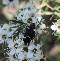 Zenithicola funesta at Bungendore, NSW - 3 Jan 2025