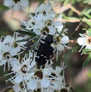 Zenithicola funesta at Bungendore, NSW - 3 Jan 2025