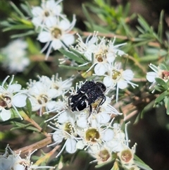 Zenithicola funesta at Bungendore, NSW - 3 Jan 2025