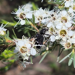 Zenithicola funesta at Bungendore, NSW - 3 Jan 2025