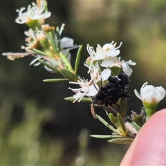 Zenithicola funesta at Bungendore, NSW - 3 Jan 2025