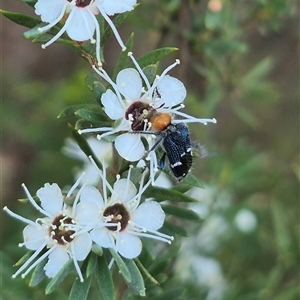 Zenithicola crassus at Bungendore, NSW - 3 Jan 2025