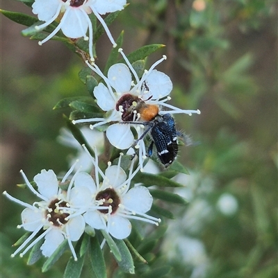 Zenithicola crassus (Clerid beetle) at Bungendore, NSW - 3 Jan 2025 by clarehoneydove