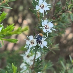 Zenithicola crassus at Bungendore, NSW - 3 Jan 2025