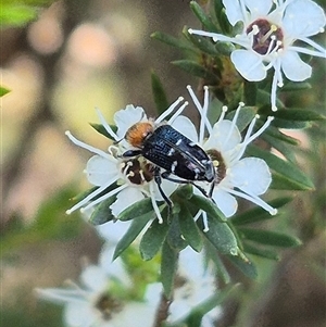 Zenithicola crassus at Bungendore, NSW - 3 Jan 2025