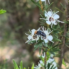 Zenithicola crassus at Bungendore, NSW - 3 Jan 2025