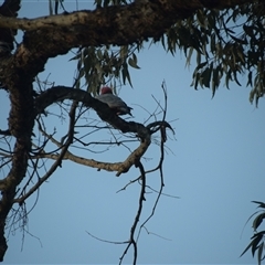 Eolophus roseicapilla (Galah) at Colac Colac, VIC - 25 Dec 2024 by LyndalT