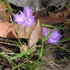 Thysanotus tuberosus at Cockatoo, VIC - 27 Dec 2024 by GlossyGal