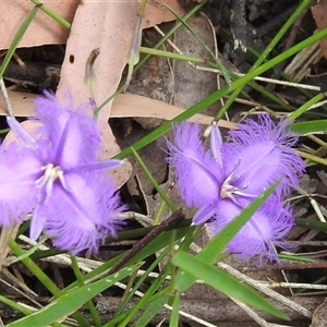 Thysanotus tuberosus at Cockatoo, VIC - 28 Dec 2024 09:31 AM