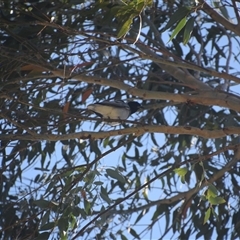 Coracina novaehollandiae (Black-faced Cuckooshrike) at Colac Colac, VIC - 27 Dec 2024 by LyndalT