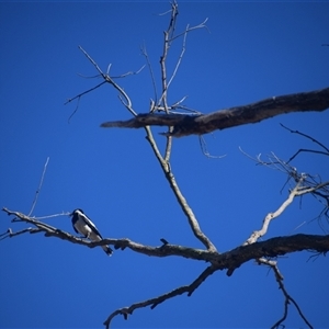 Grallina cyanoleuca (Magpie-lark) at Colac Colac, VIC by LyndalT