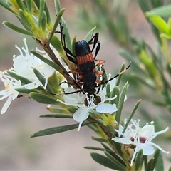 Obrida fascialis (One banded longicorn) at Bungendore, NSW - 3 Jan 2025 by clarehoneydove