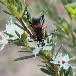 Obrida fascialis at Bungendore, NSW - 3 Jan 2025