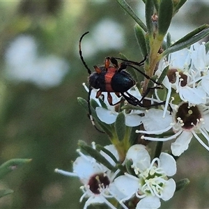 Obrida fascialis at Bungendore, NSW - 3 Jan 2025