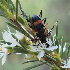 Obrida fascialis at Bungendore, NSW - 3 Jan 2025