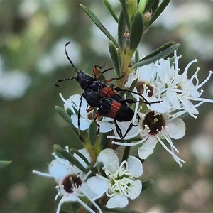 Obrida fascialis at Bungendore, NSW - 3 Jan 2025