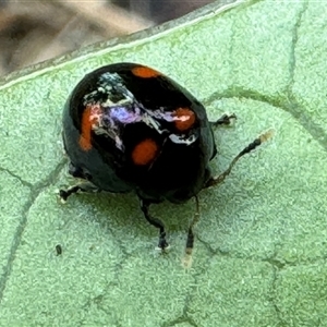 Halticorcus platycerii at Emerald, VIC - suppressed