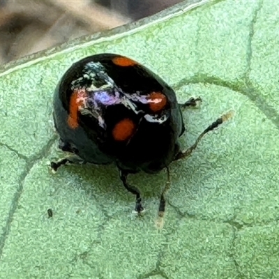 Halticorcus platycerii (Staghorn Fern Window-spot Leaf Beetle) at Emerald, VIC - 27 Dec 2024 by GlossyGal