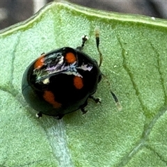 Halticorcus platycerii at Emerald, VIC - suppressed