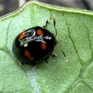 Halticorcus platycerii at Emerald, VIC - suppressed