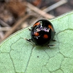 Halticorcus platycerii at Emerald, VIC - suppressed