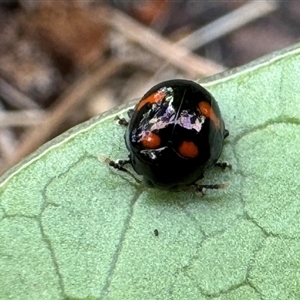 Halticorcus platycerii at Emerald, VIC - suppressed