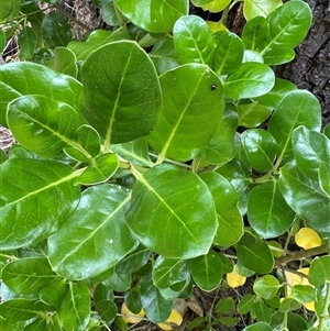 Halticorcus platycerii at Emerald, VIC - suppressed