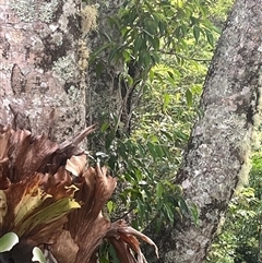 Unidentified Fungus at Kiamba, QLD - 3 Jan 2025 by Ange