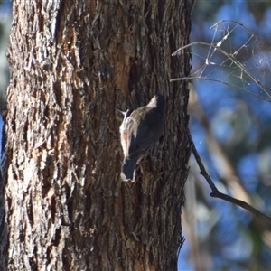 Cormobates leucophaea (White-throated Treecreeper) at Colac Colac, VIC by LyndalT