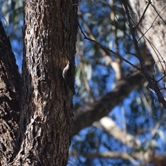 Cormobates leucophaea at Colac Colac, VIC - 29 Dec 2024 06:03 PM