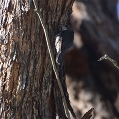 Cormobates leucophaea at Colac Colac, VIC - 29 Dec 2024 06:03 PM