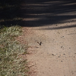 Malurus cyaneus (Superb Fairywren) at Colac Colac, VIC by LyndalT