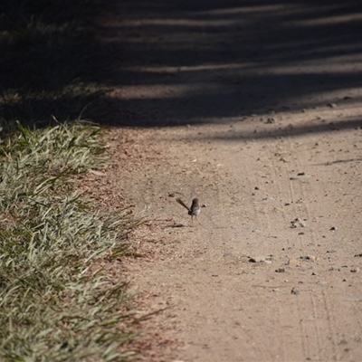 Malurus cyaneus (Superb Fairywren) at Colac Colac, VIC - 31 Dec 2024 by LyndalT