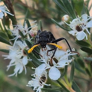 Scrobiger idoneus at Bungendore, NSW - 3 Jan 2025