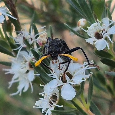 Scrobiger idoneus (Checkered beetle) at Bungendore, NSW - 3 Jan 2025 by clarehoneydove